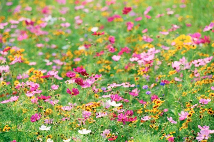 Constantia wildflowers Flower Season in the Western Cape
