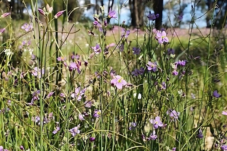Hopefield Flower Season in the Western Cape