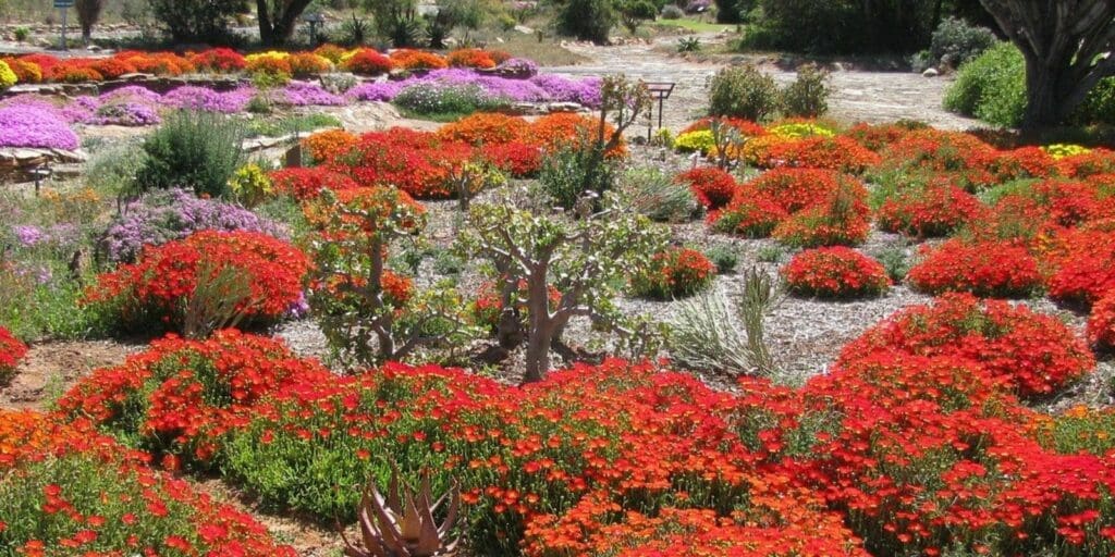 Karoo Desert Botanical garden