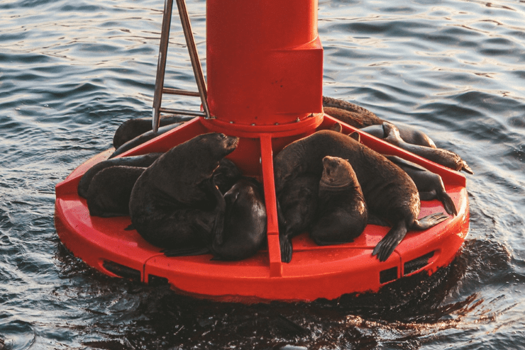 Adventure Cruises