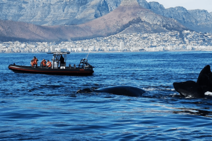 Adventure Cruises