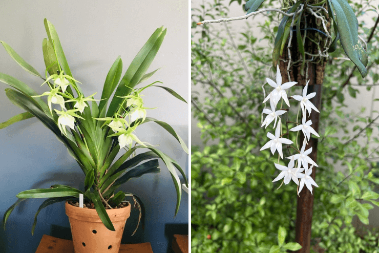 Cape Orchid Society