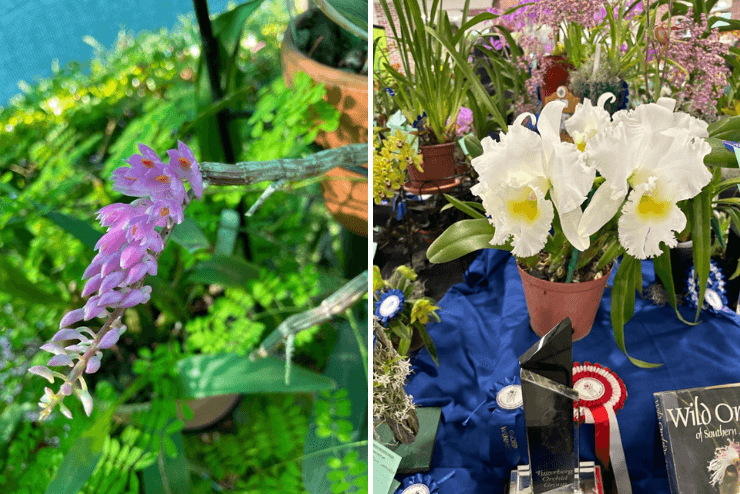 Cape Orchid Society