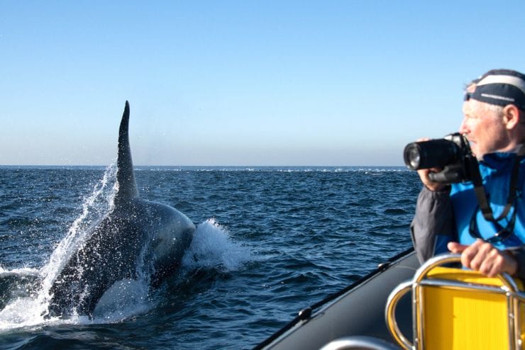 Simons Town Boat Company whale watching tours seal island cruise 