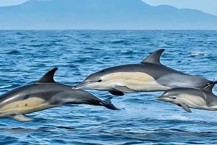 Whale watching in the Western Cape Captain Jacks