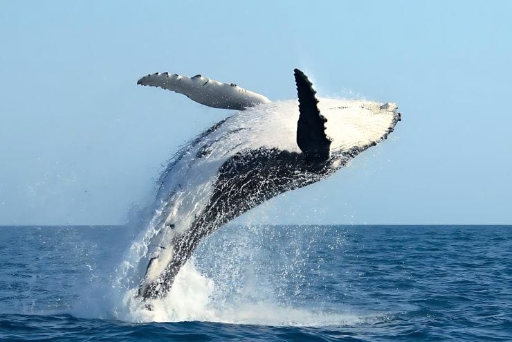 Whale watching in the Western Cape Hermanus Whale Watchers
