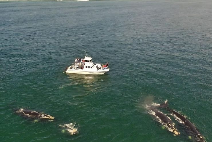 Whale watching in the Western Cape Hermanus Whale Cruises 