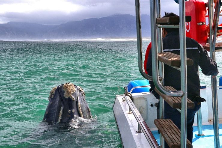 Whale watching in the Western Cape Ivanhoe
