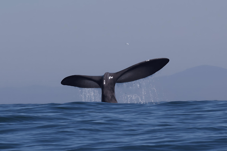 Whale watching in the Western Cape Ocean Wonder