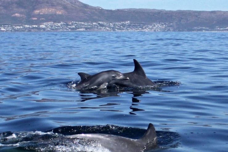 Whale watching in the Western Cape Oceans Africa 
