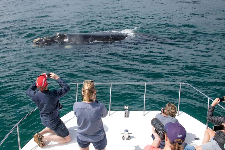 Simons Town Boat Company Whale watching in the Western Cape 