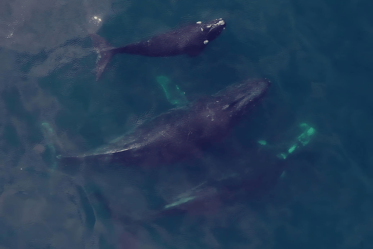 Whale watching in the Western Cape  Southern Right Charters 