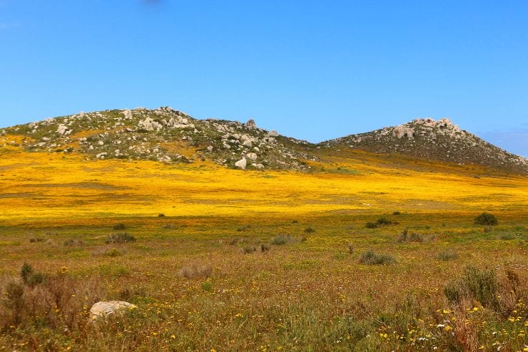 West Coast National Park Flower Season in the Western Cape