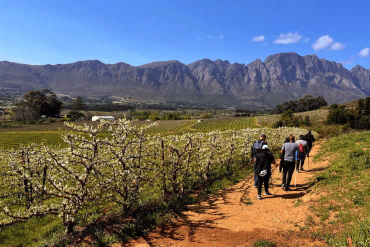 franschhoek wine wander