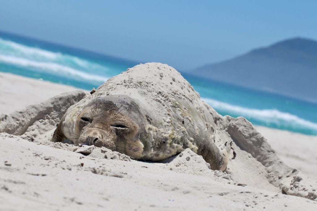 southern elehpant seal