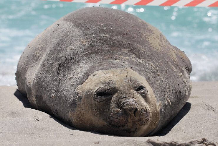 southern elephant seal